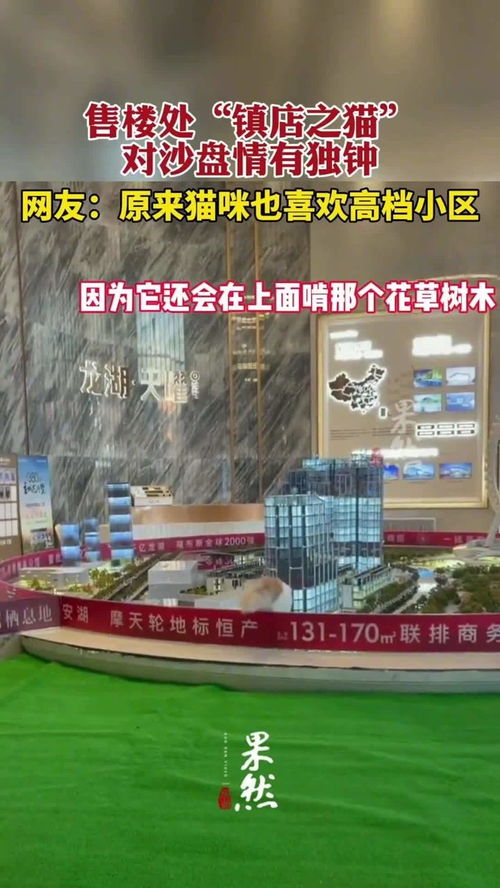 12月16日,福建福州,一只猫咪独爱沙盘,每天跑去玩耍喝水啃花草 猫猫 这不是我家吗